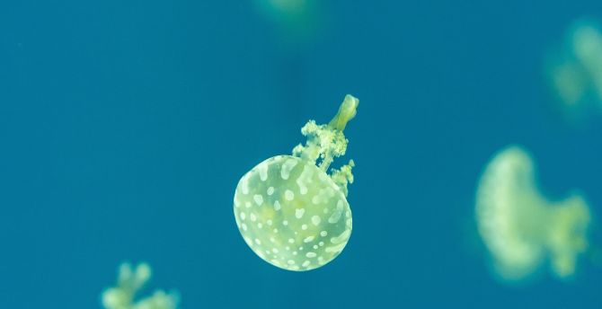 Minimal, yellow, jellyfish wallpaper