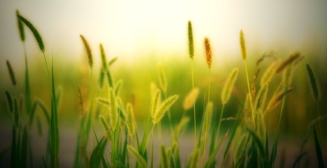 Wallpaper blur, field, plants, meadow, nature desktop wallpaper, hd image,  picture, background, 0a807b | wallpapersmug