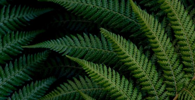 Fern branches, bright and vivid green, leaves wallpaper