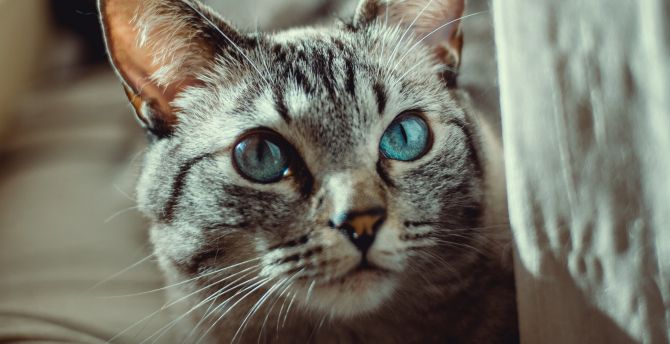 Blue eyes, cat, curious wallpaper