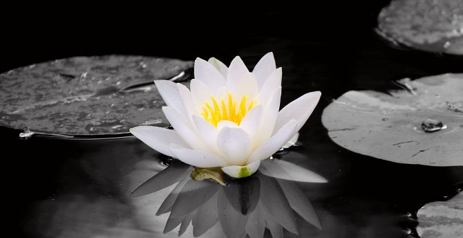 White, water lily, flowers, pond, portrait wallpaper