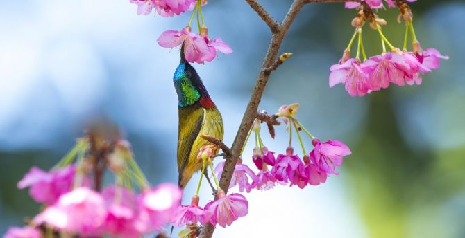 Sunbird, colorful, blossom, flowers wallpaper
