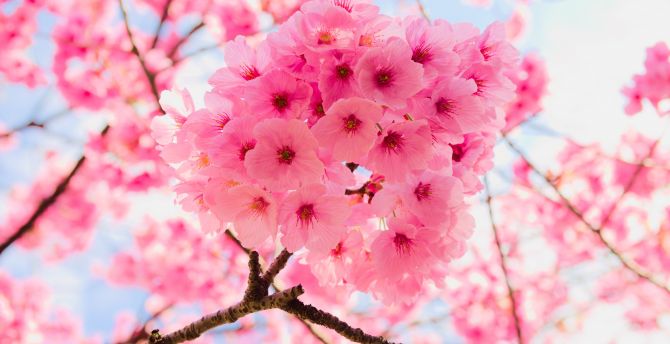 Pink, tree branches, cherry flowers, close up wallpaper