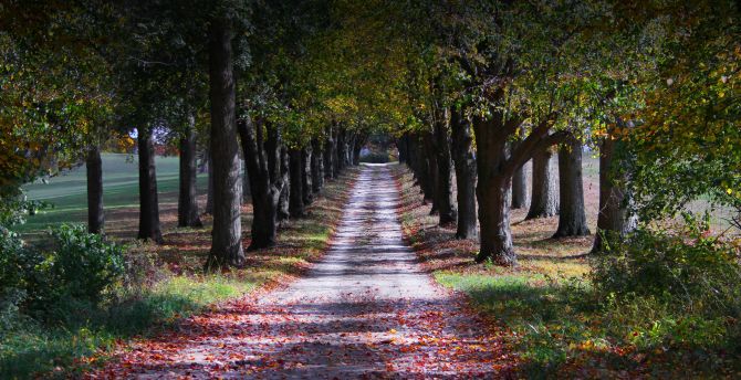 Autumn, lone road, trees, garden wallpaper