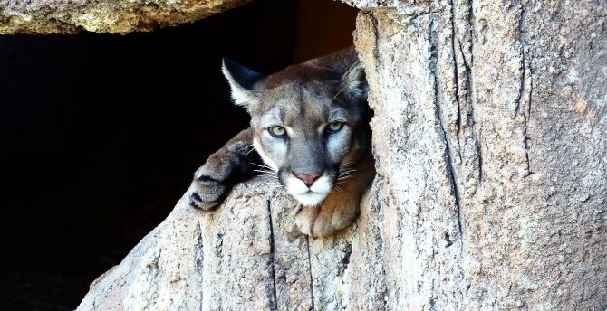 Puma, Cougar, wild cat, predator, stare wallpaper