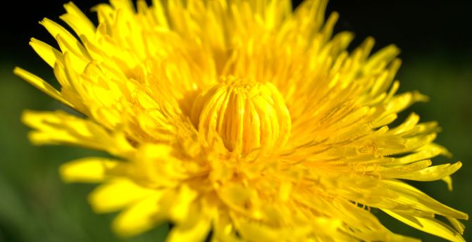 Flora, hoa màu vàng, đóng lên hình nền