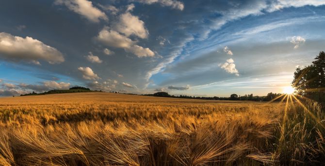 Golden crop, wheat farm, landscape, nature wallpaper