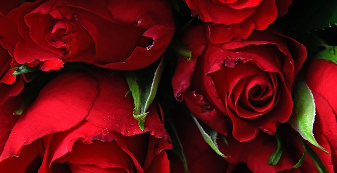 Rose, fresh, red flowers wallpaper