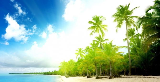 Beach, summer, tropical sea, palm trees wallpaper