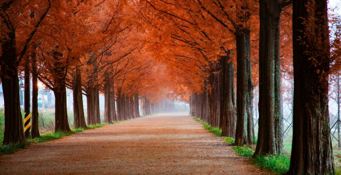 Autumn, trees, beautiful pathway, misty morning, nature wallpaper