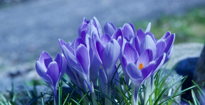 Spring, blossom, crocus, purple flowers wallpaper