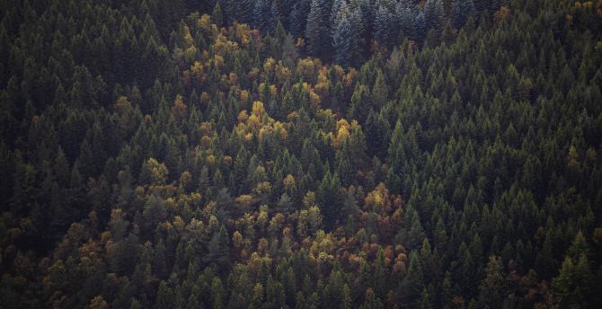 Green trees, forest, aerial view, peaks wallpaper