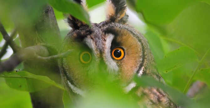 Owl and leaves, predator, muzzle wallpaper