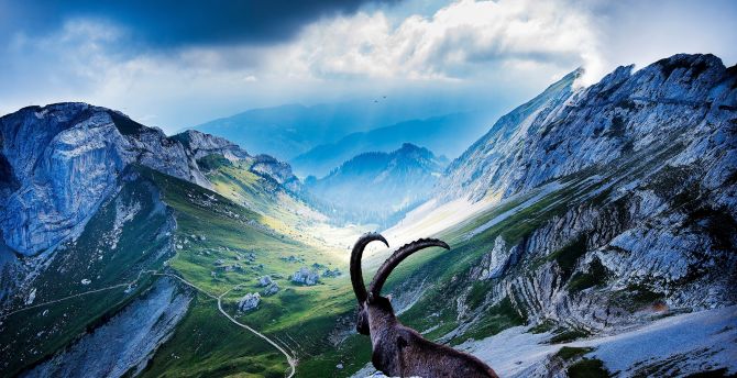 Mount pilatus, goat, valley, landscape, nature, sunlight wallpaper