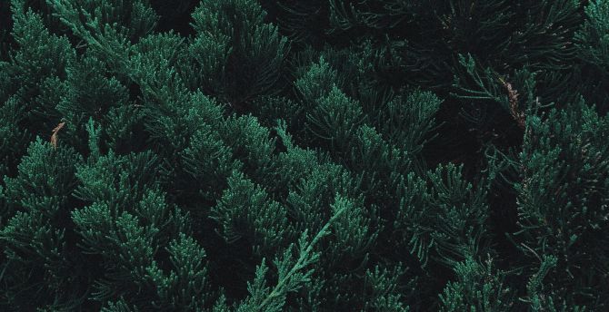 Pine, tree, leaf, branches, green wallpaper