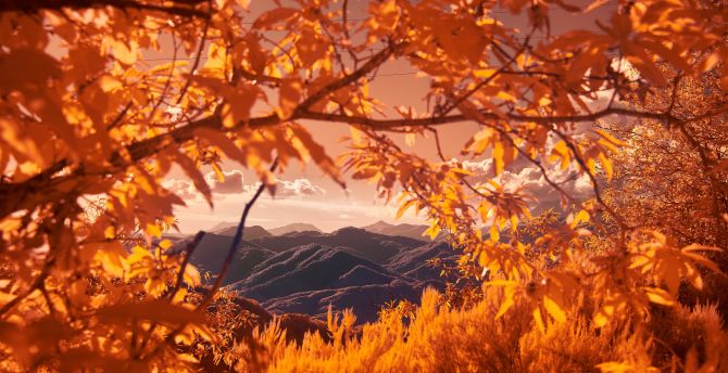 Mountains, tree branch, autumn wallpaper