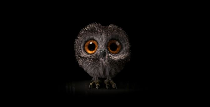 Pinfeather, fluffy owl, cute and adorable wallpaper