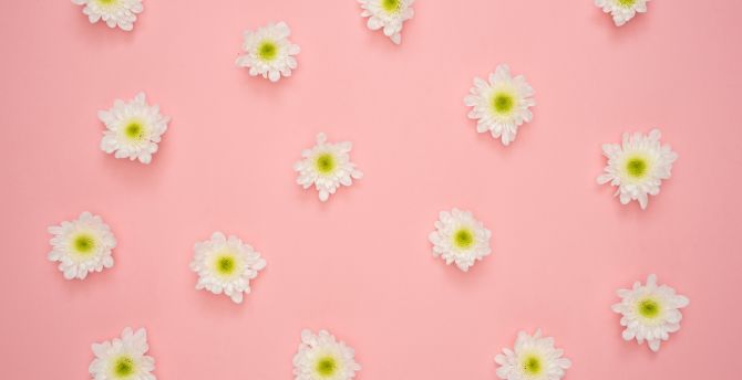 White flowers, minimal wallpaper