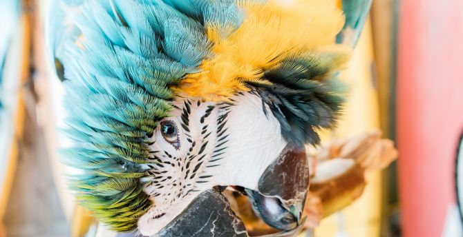 Macaw, parrot, close up wallpaper