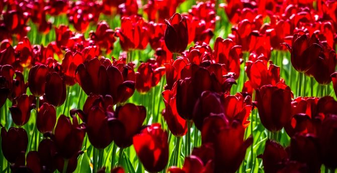 Red, tulip farm, bloom, exotic wallpaper