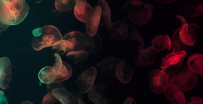 Jellyfish, glow, colorful wallpaper
