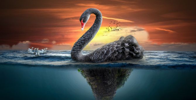 Big Black swan, fantasy wallpaper