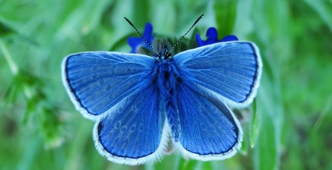 Close up, insect, blue butterfly wallpaper