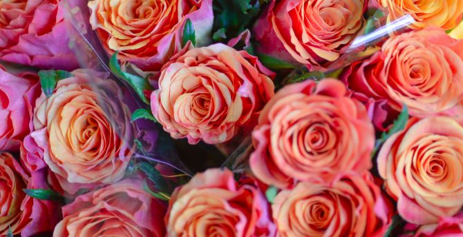 Bouquet, red roses, flowers, gift wallpaper