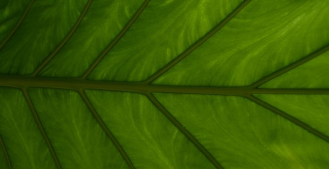 Green Leaf, veins, close up wallpaper