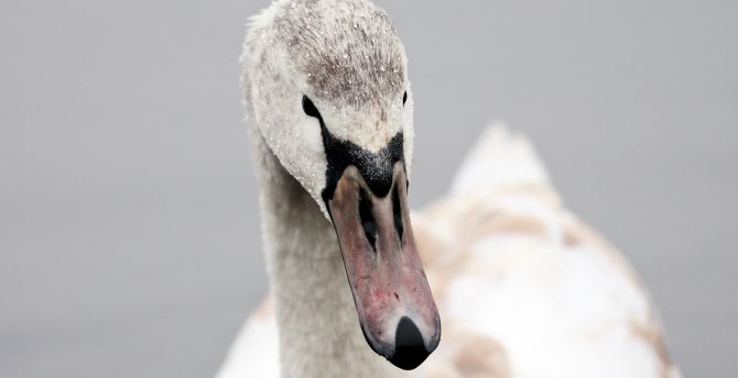 Swan, bird, muzzle, beak wallpaper
