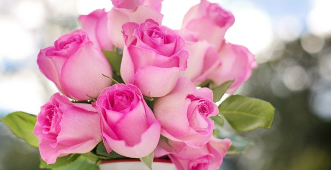 Desktop wallpaper flower vase, pink roses, fresh, hd image, picture ...