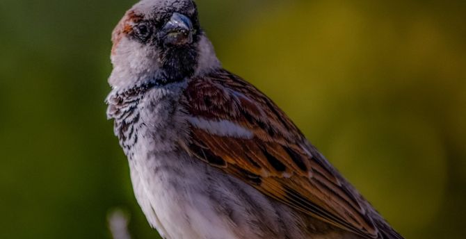 Portrait, sparrow, bird wallpaper