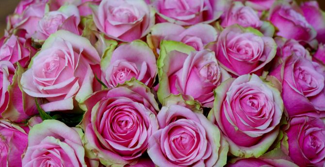 Bouquet, pink roses, flowers wallpaper