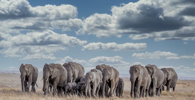 Wildlife, herd, elephants wallpaper