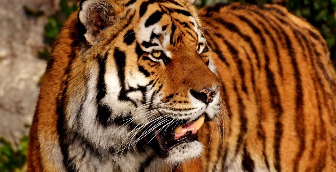 Tiger, predator, zoo, animal wallpaper