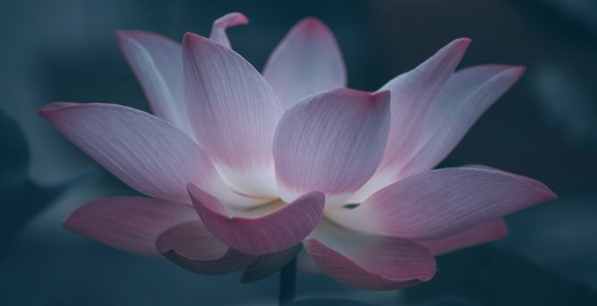 Bloom, beautiful pink lotus wallpaper