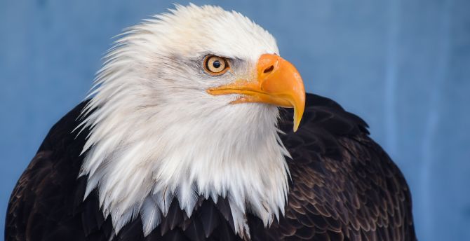 Bird, predator, bald eagle wallpaper