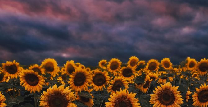 Sunflower farm, sunset, cloudy day wallpaper