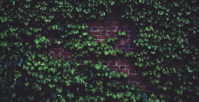 Brick wall, plants, green wallpaper