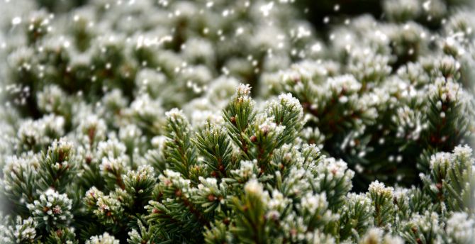 Close up, snowfrost, pine leaves wallpaper