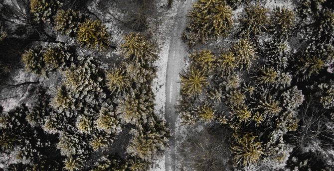 Forest, aerial view, green trees, winter wallpaper