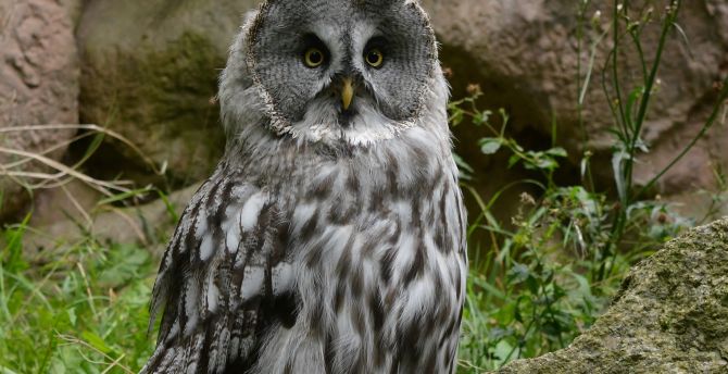 Cute, predator, owl, bird wallpaper