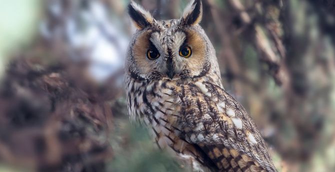 Owl, stare, predator, bird wallpaper