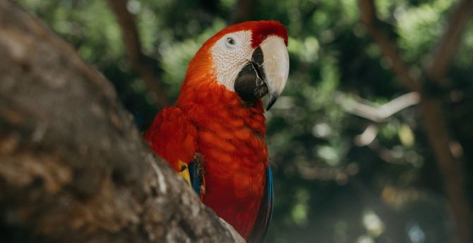 Red parrot, exotic, bird wallpaper
