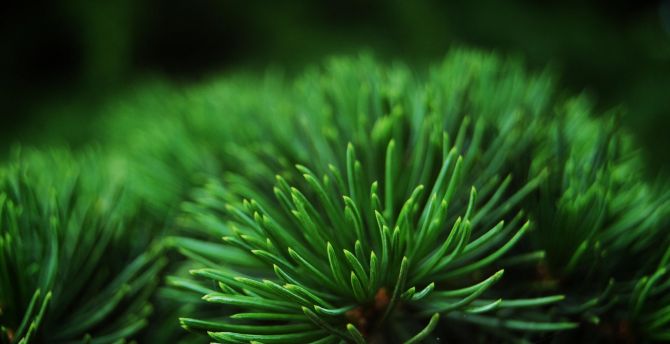 Close up, depth of field, green leaves, pine wallpaper