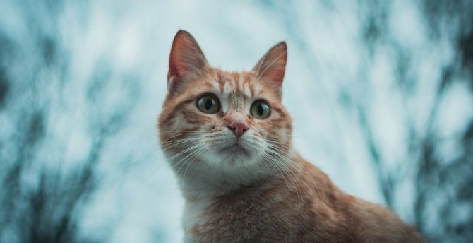 Feline, pet cat, animal wallpaper