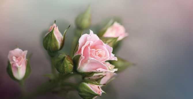 Fresh and pink roses, branch wallpaper