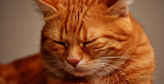 Muzzle, sleepy, orange cat wallpaper
