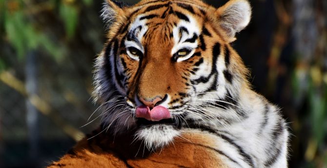 Tiger, predator, muzzle, licking wallpaper