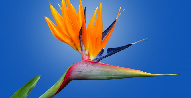 Bird of paradise flower, orange flower, bloom wallpaper